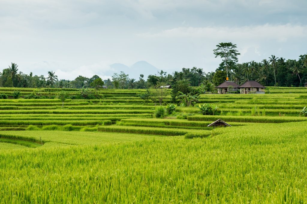 nawsakti rice field view